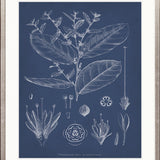 Botanical Study (Indigo) XI