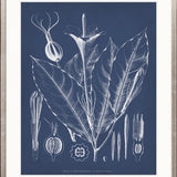 Botanical Study (Indigo) XII