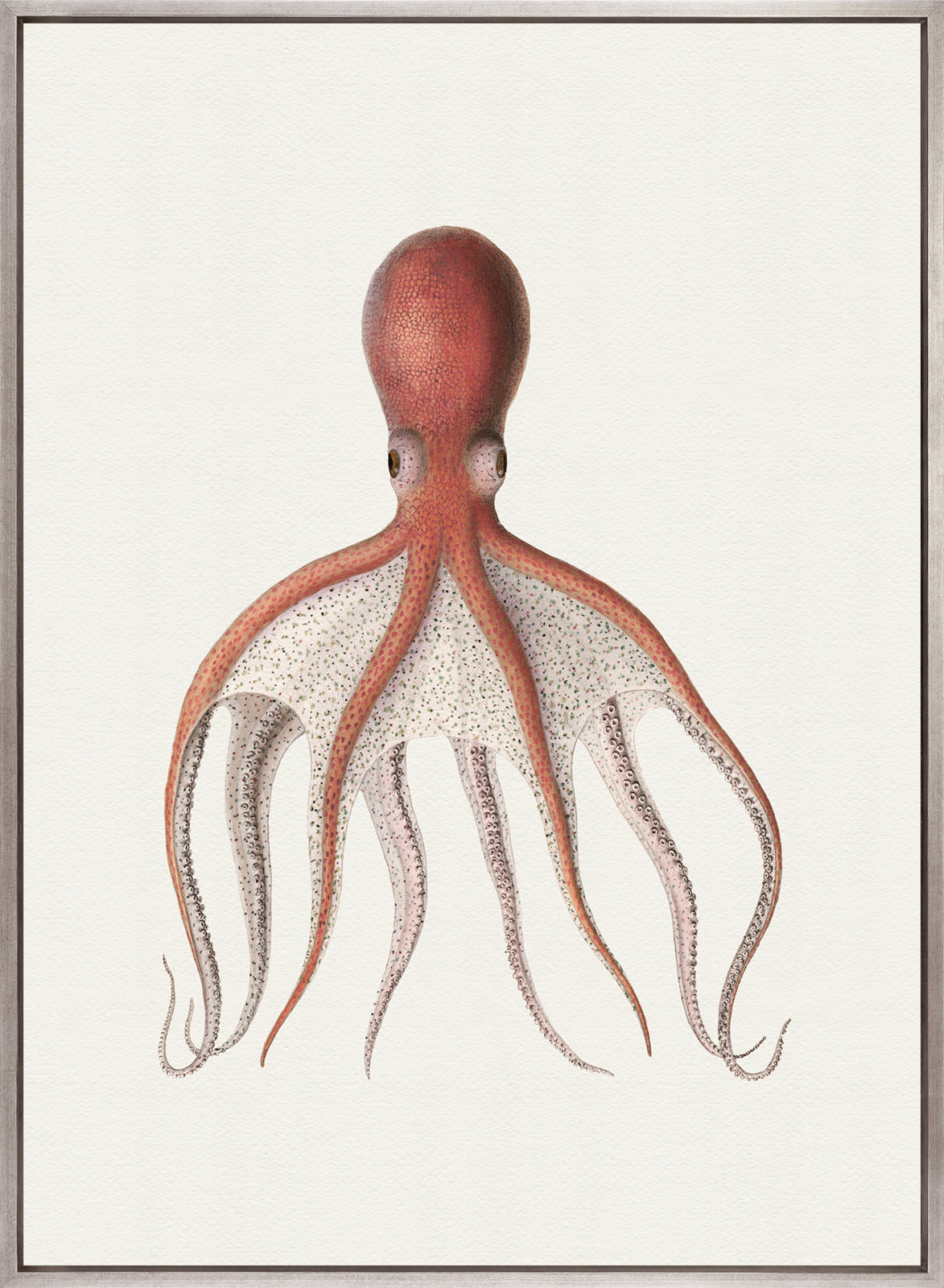 D'Orbigny Marine I (Canvas)