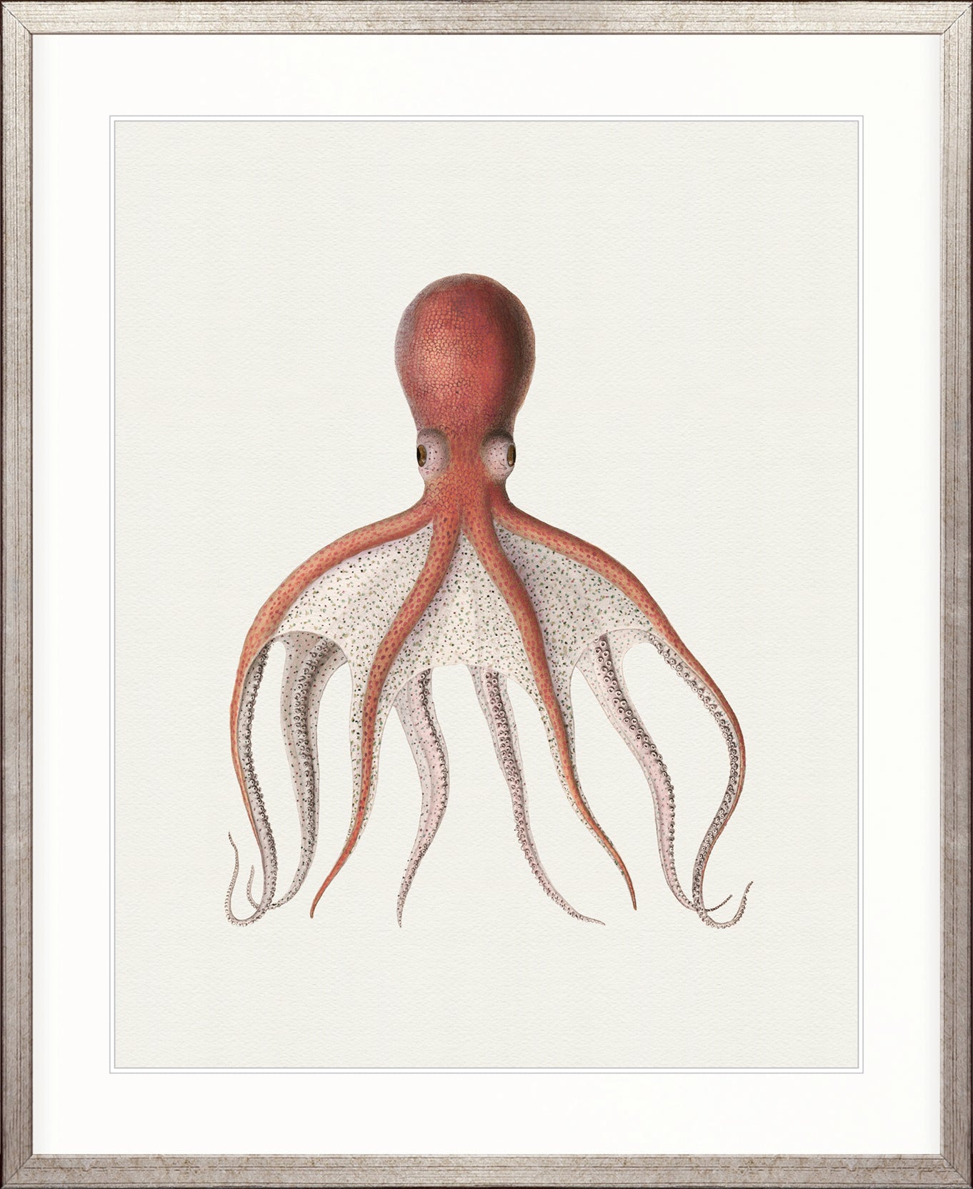 D'Orbigny Marine I
