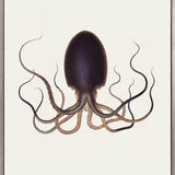 D'Orbigny Marine II (Canvas) Large (903mm W x 1109mm H)