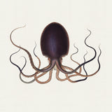 D'Orbigny Marine II (Canvas) Large (903mm W x 1109mm H)