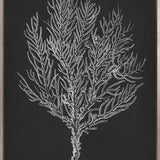 Curious Coral Delight IV (Canvas)