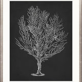 Curious Coral Delight IV