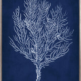 Curious Coral Delight VIII (Canvas)