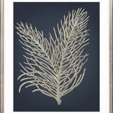 Coral Curiosity I
