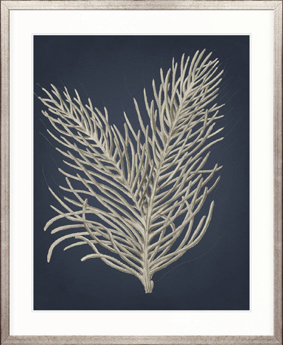 Coral Curiosity I