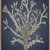 Coral Curiosity II (Canvas)
