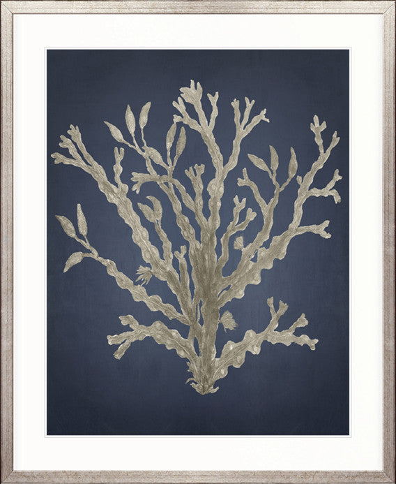 Coral Curiosity II