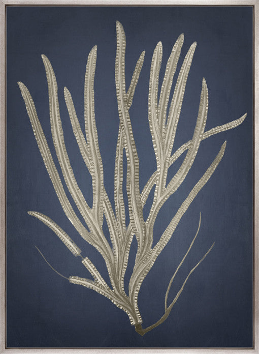 Coral Curiosity III (Canvas)