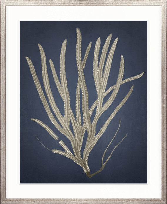 Coral Curiosity III