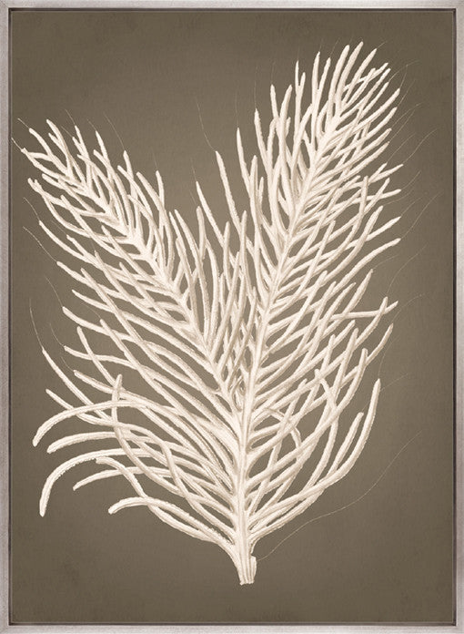 Coral Curiosity IV (Canvas)