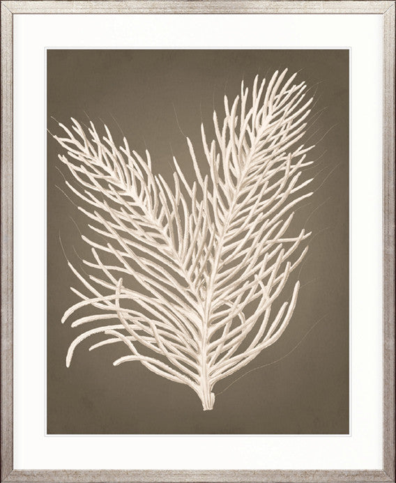 Coral Curiosity IV