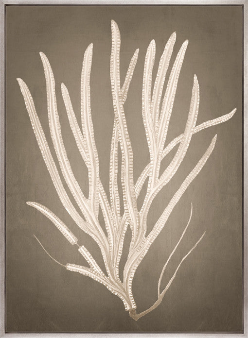 Coral Curiosity VI (Canvas)