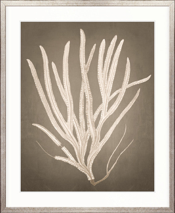 Coral Curiosity VI