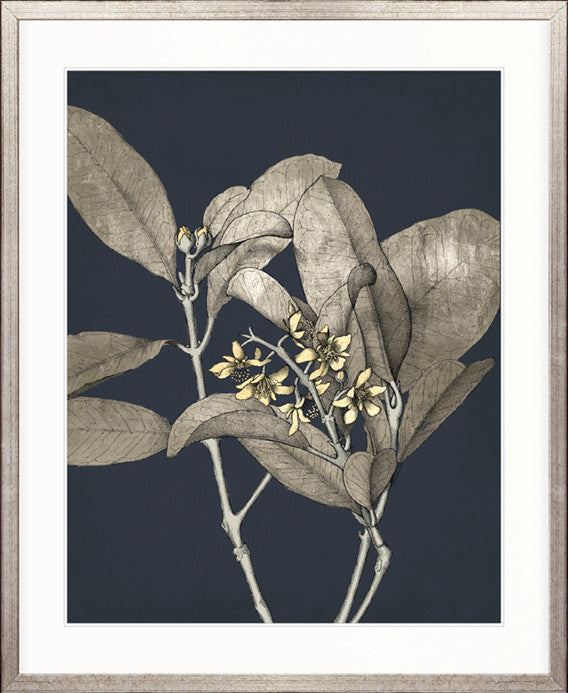 Botanical Etching III