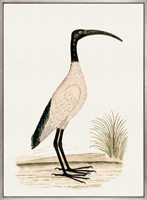 Waterbirds I (Canvas)