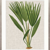 Tropical Evergreen VI