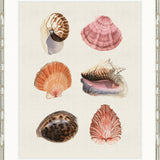 Seashell Collage I