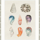 Seashell Collage II