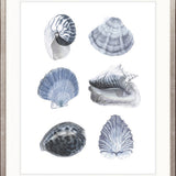 Seashell Collage V