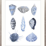 Seashell Collage VII