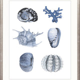 Seashell Collage VIII