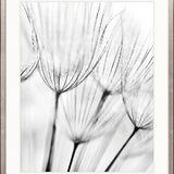 Floating Seeds II