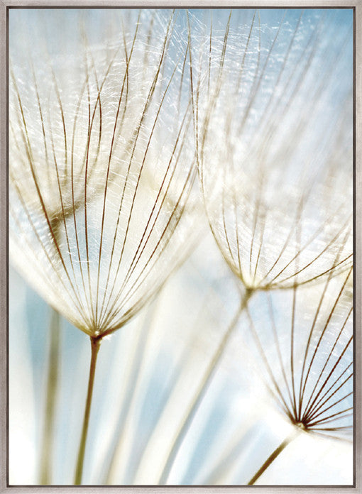 Floating Seeds III (Canvas)