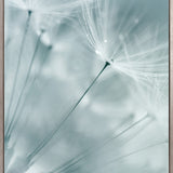 Floating Seeds IV (Canvas)