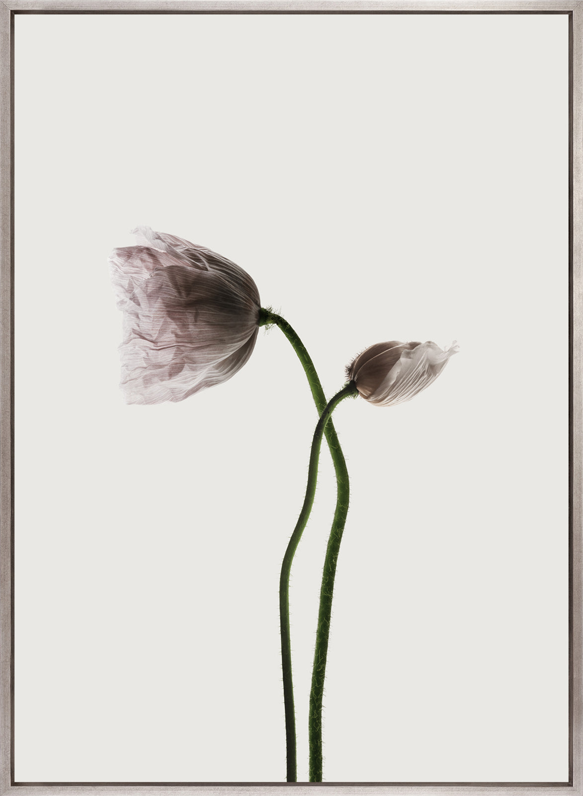 Floret I (Canvas)