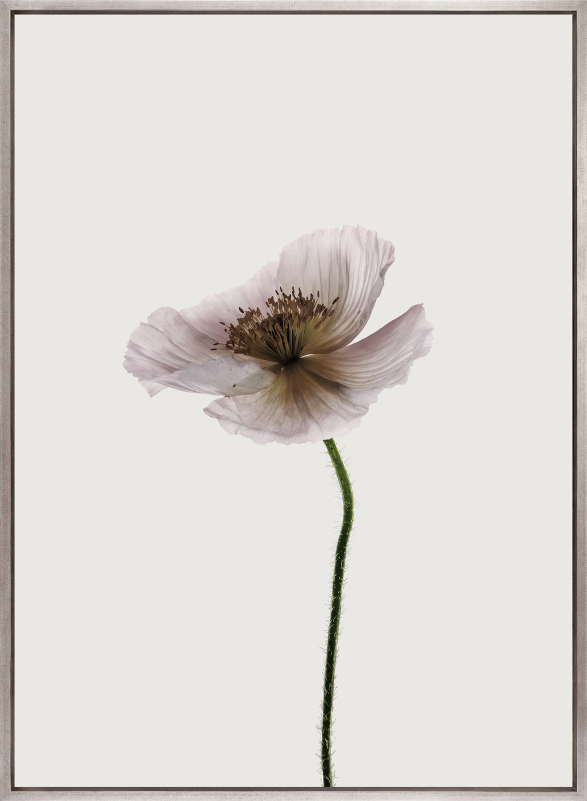 Floret II (Canvas)