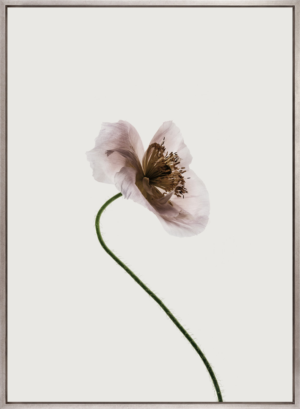 Floret III (Canvas)