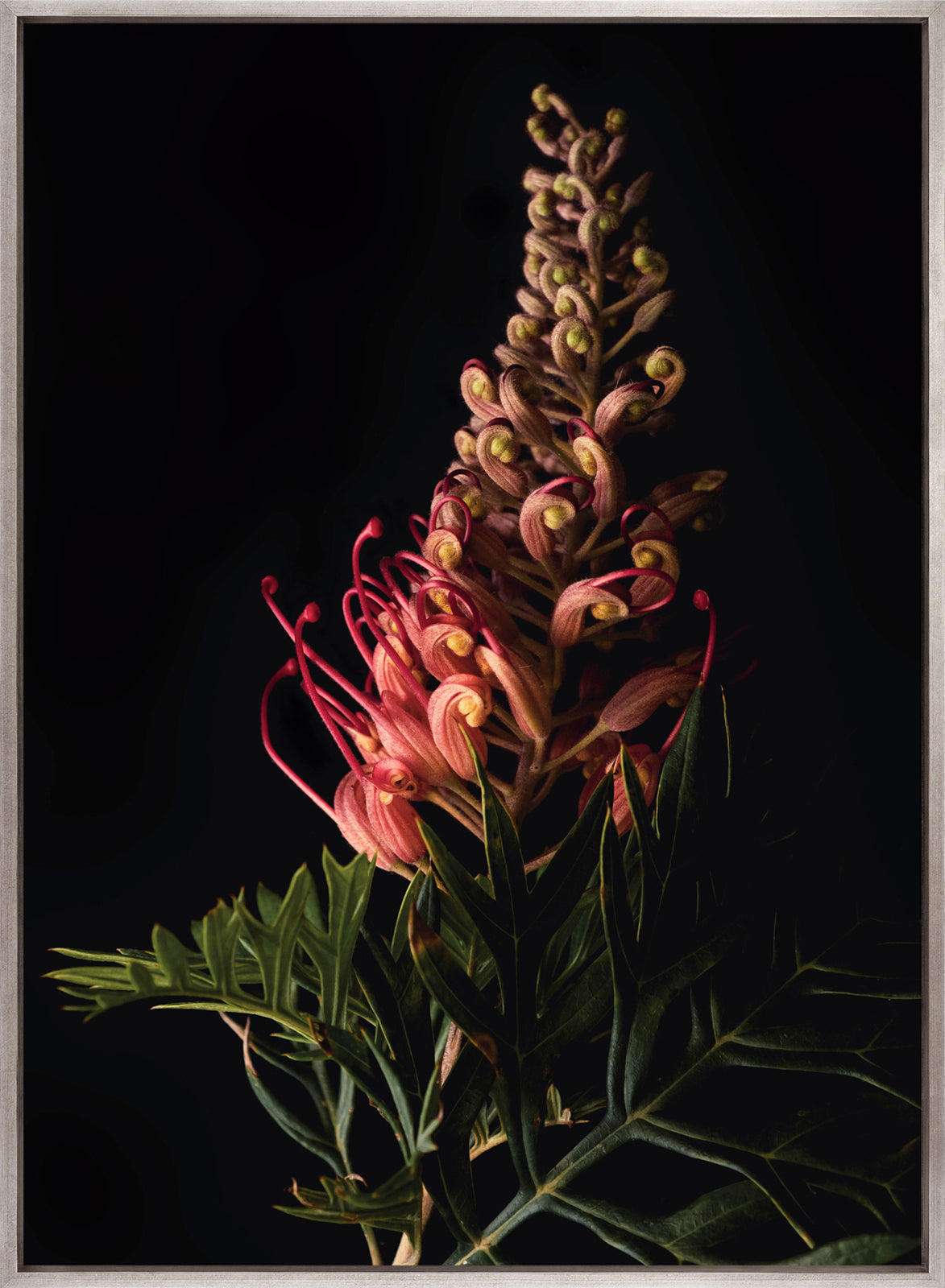 Floral Lens II (Canvas)