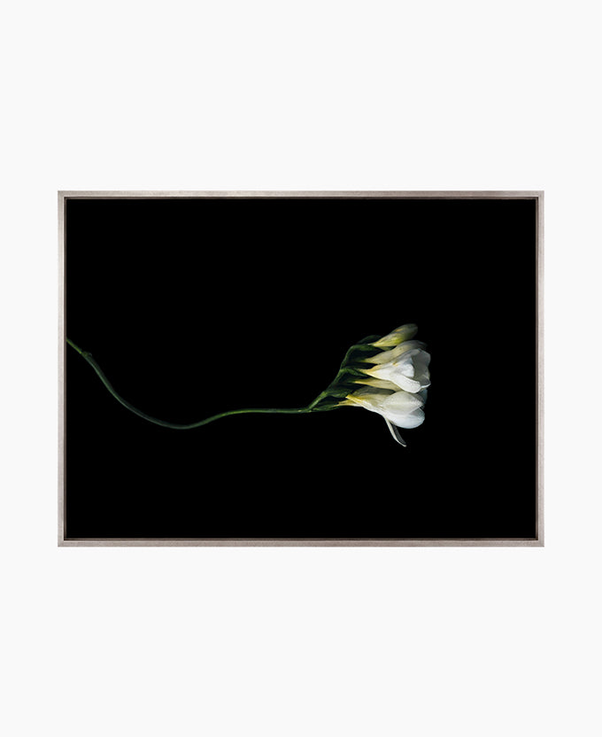 Floral Lens III (Canvas)