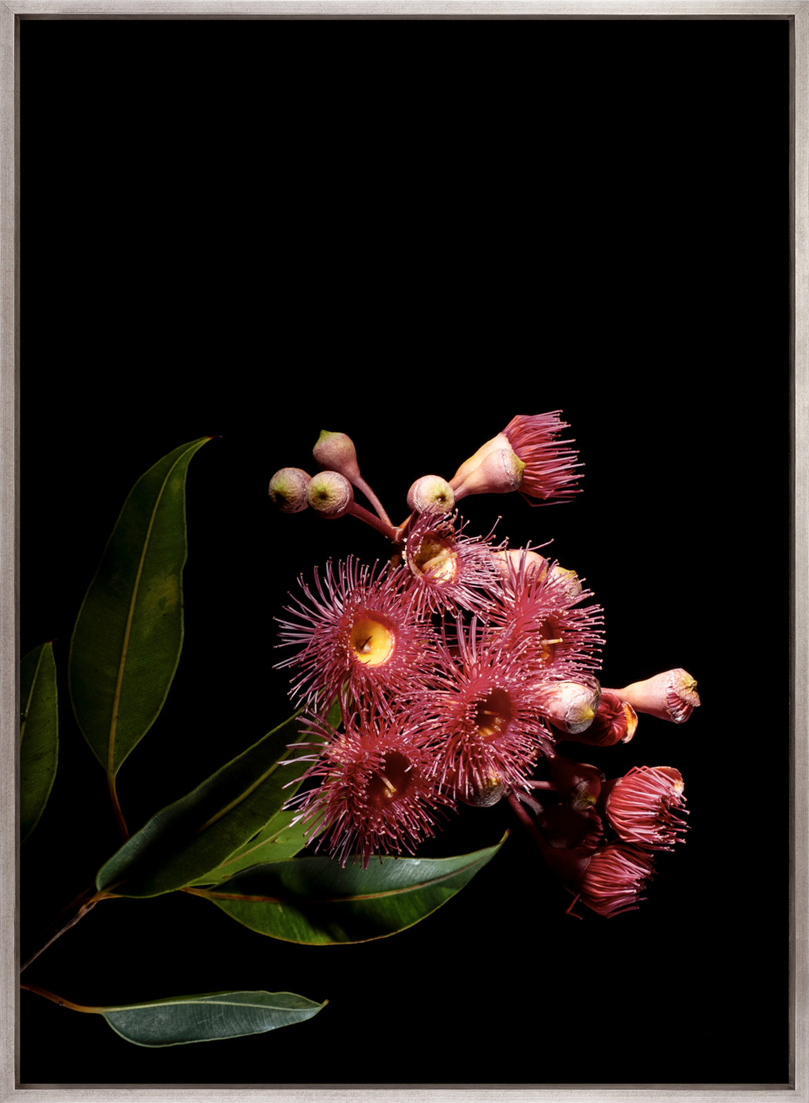 Floral Lens IV (Canvas)