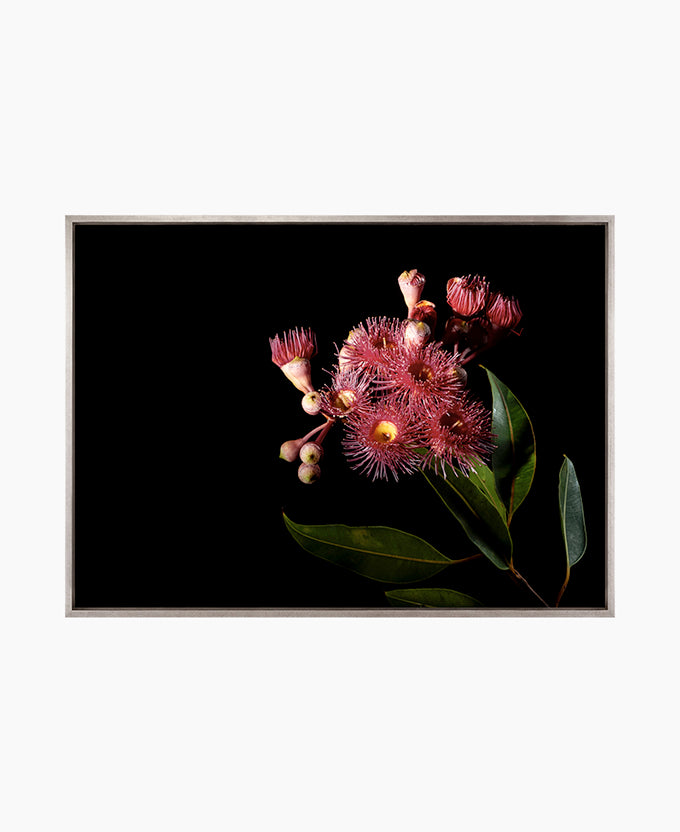 Floral Lens IV (Canvas)