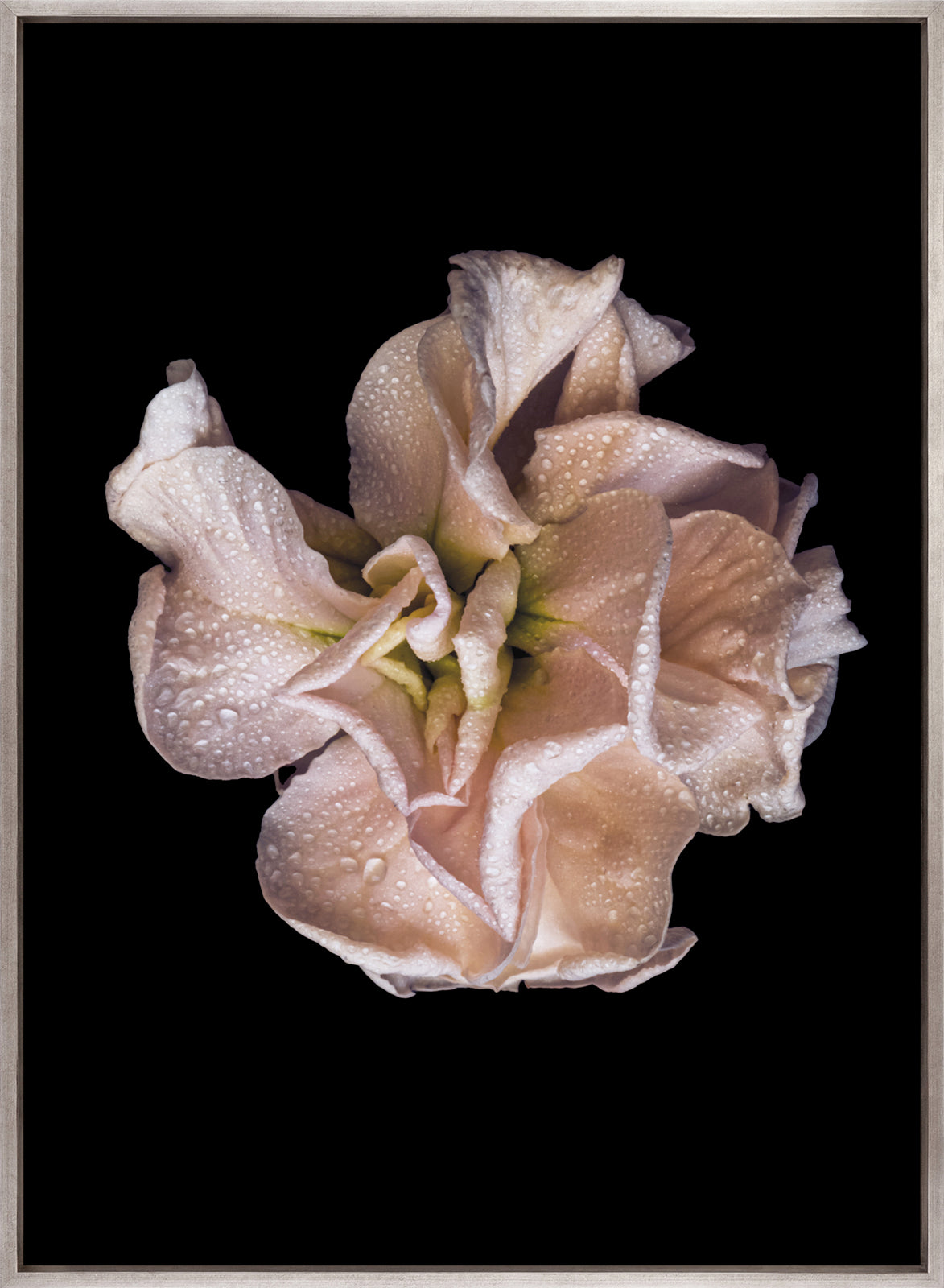 Floral Lens V (Canvas)
