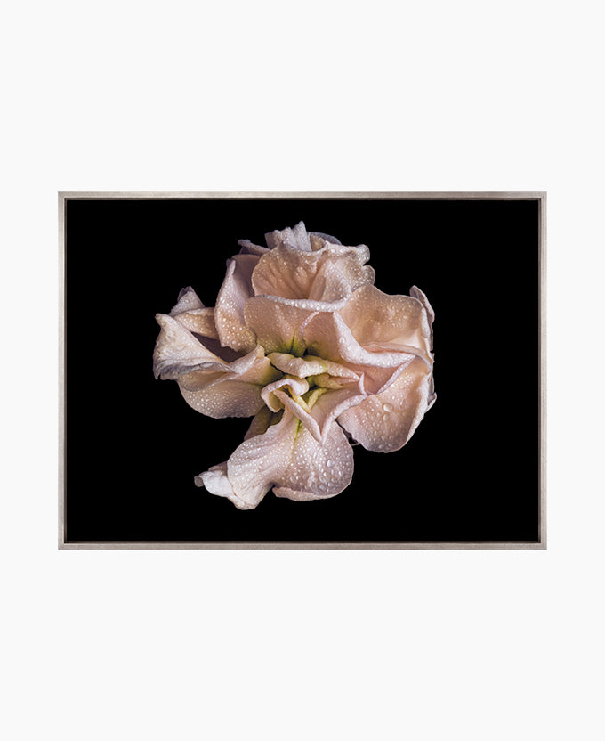 Floral Lens V (Canvas)