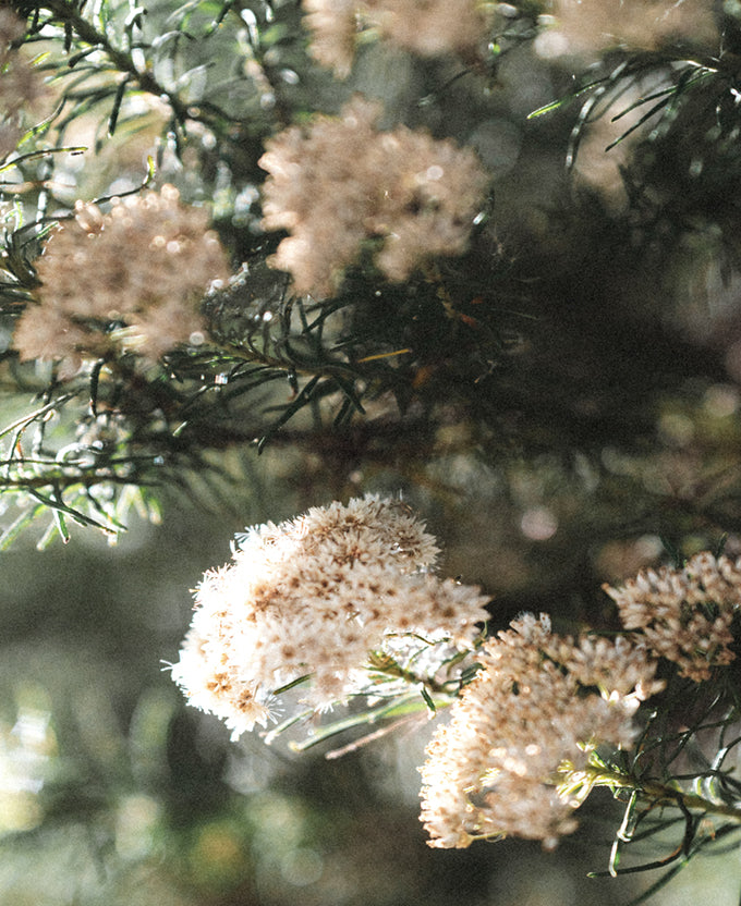Gondwana Foliage I
