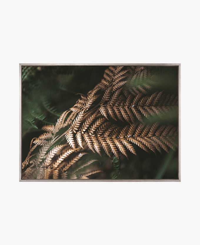 Gondwana Foliage II (Canvas)