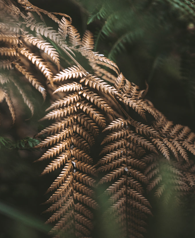Gondwana Foliage II