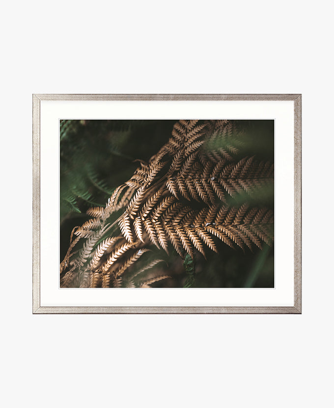 Gondwana Foliage II