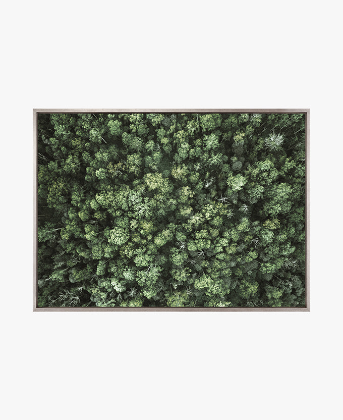 Gondwana Foliage III (Canvas)