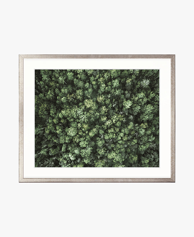 Gondwana Foliage III