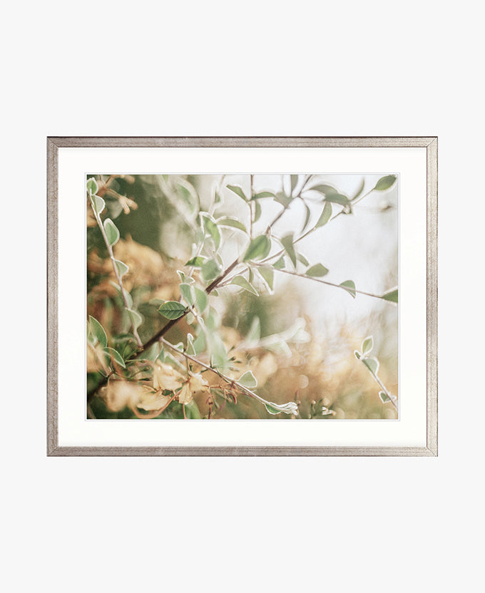 Gondwana Foliage IV