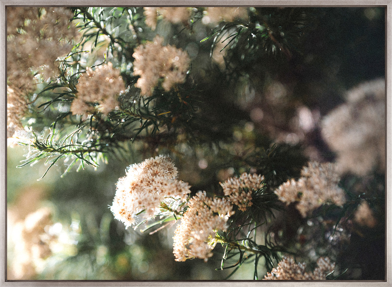 Gondwana Foliage V (Canvas)