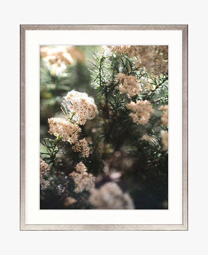 Gondwana Foliage V