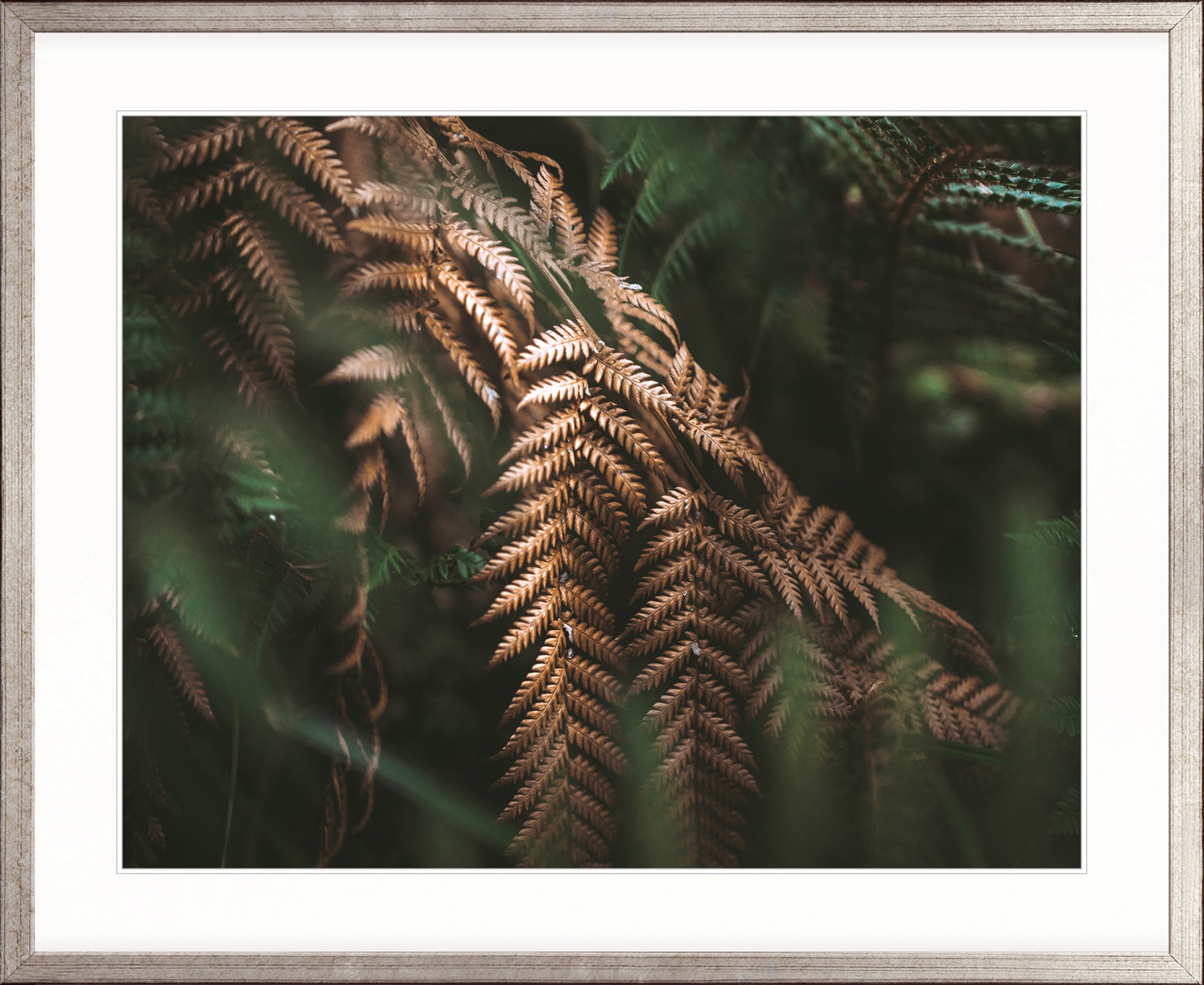 Gondwana Foliage VI