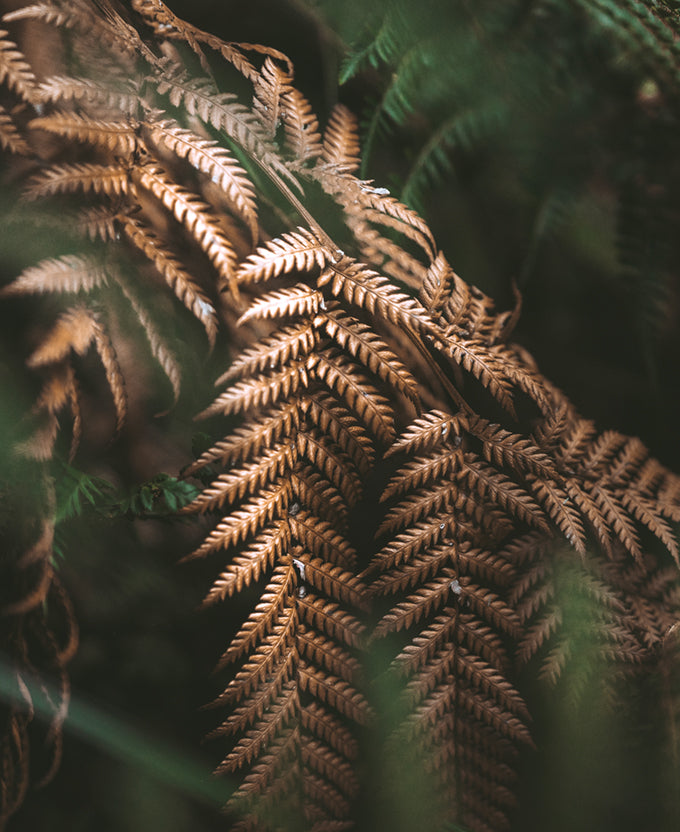 Gondwana Foliage VI